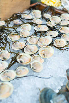 Littleneck Clams On The Halfshell