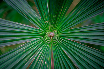 Vivid green palm tree leaves spreading out.