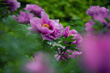 Pink peonies in the garden