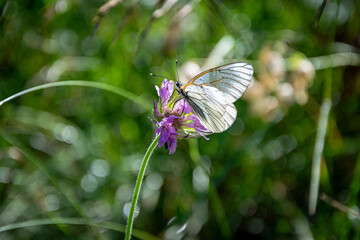 A butterfly forages on a clover flower