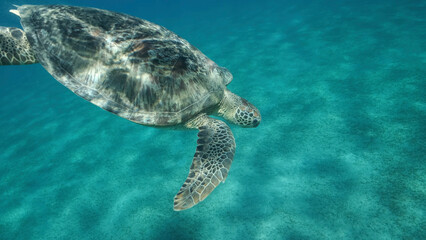 Obraz premium Sea turtle dives to the deep on sandy bottom covered with green sea grass. Green sea turtle (Chelonia mydas) Close up, Underwater shot. Red sea, Egypt