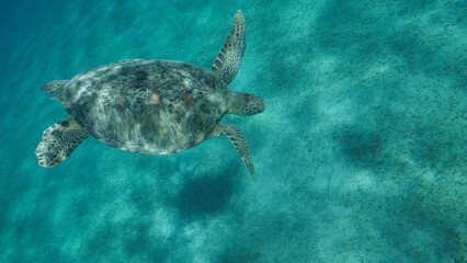 Obraz premium Sea turtle dives to the deep on sandy bottom covered with green sea grass. Green sea turtle (Chelonia mydas) Close up, Underwater shot. Red sea, Egypt