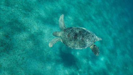 Fototapeta premium Sea turtle dives to the deep on sandy bottom covered with green sea grass. Green sea turtle (Chelonia mydas) Close up, Underwater shot. Red sea, Egypt