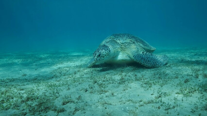 Big Sea Turtle green eats green sea grass on the seabed. Green sea turtle (Chelonia mydas) Underwater shot, Red sea, Egypt