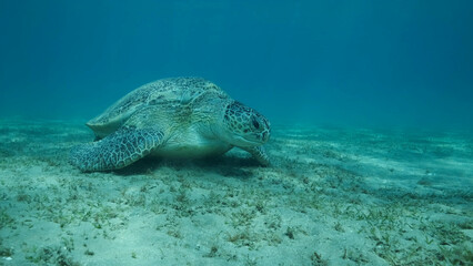 Obraz premium Big Sea Turtle green eats green sea grass on the seabed. Green sea turtle (Chelonia mydas) Underwater shot, Red sea, Egypt