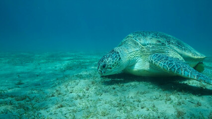 Big Sea Turtle green eats green sea grass on the seabed. Green sea turtle (Chelonia mydas) Underwater shot, Red sea, Egypt