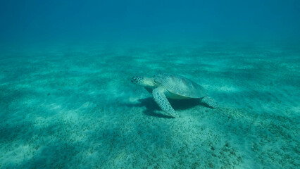 Fototapeta na wymiar Big Sea Turtle green swim above seabed covered with green sea grass. Green sea turtle (Chelonia mydas) Underwater shot, Red sea, Egypt