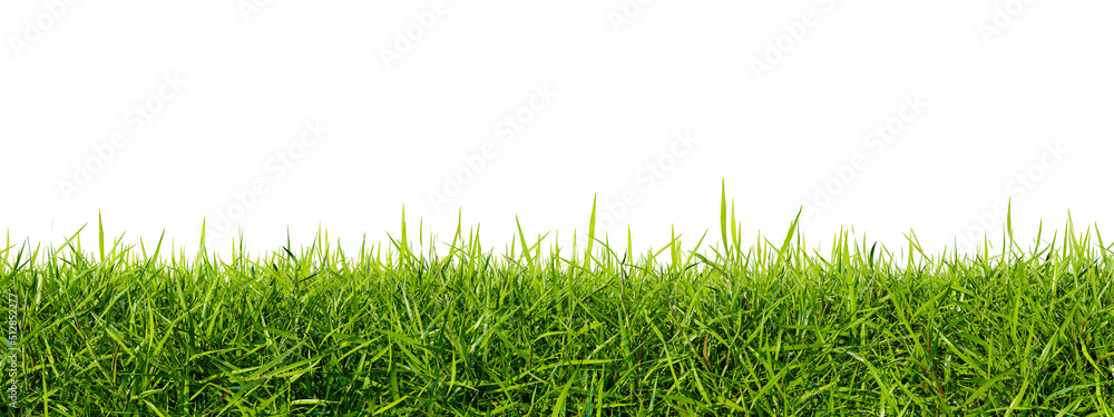 Wall mural green grass lawn isolated on a white background. perfectly smooth lawn close-up