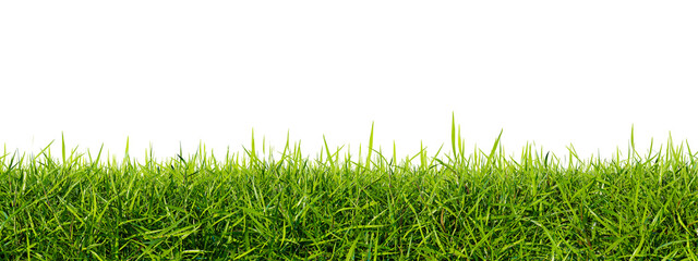 Fototapeta Green grass lawn isolated on a white background. Perfectly smooth lawn close-up obraz