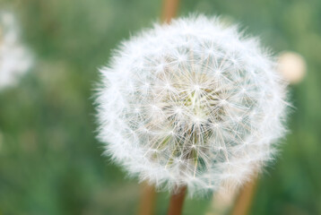Fluffy dandelion on a green background close-up