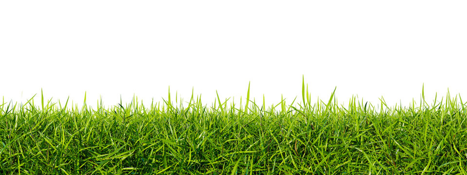 Green grass lawn isolated on a white background. Perfectly smooth lawn close-up