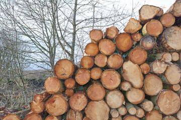 Chopped tree logs stacked in a forest. Closeup of brown wooden texture background of stumps of cut firewood in a lumberyard. Collecting dry timber split hardwood material for winter and deforestation