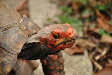 Obraz premium An old red tortoise.