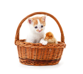 Fototapeta na wymiar Chicken with kitten in the basket.