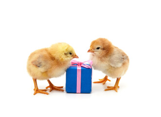 Little yellow chickens with gifts.