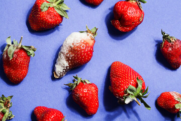 rotten strawberries on blue background.global hunger problem. copy space. overconsumption, food...
