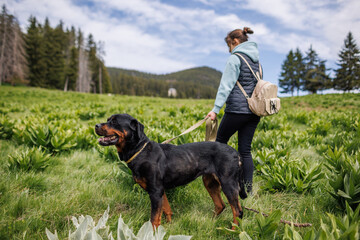 Girl in suit walks with dog of Rottweiler breed along meadow with mountain vegetation, against background of trees
