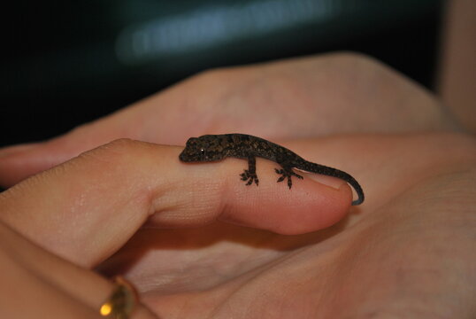 lizard on a hand