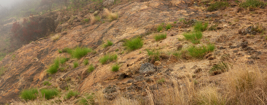 Patchy grass or weeds growing on an open field near Table Mountain National Park, Cape Town, South Africa. Dry shrubs with bits of greenery and plants on the ground found on a misty veld or grassland