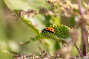 Beautiful black dotted red ladybug beetle climbing in a plant with blurred background copy space...