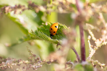 Obraz premium Beautiful black dotted red ladybug beetle climbing in a plant with blurred background copy space searching for plant louses to kill them as beneficial organism pest control useful animal in the garden