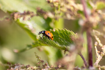 Beautiful black dotted red ladybug beetle climbing in a plant with blurred background copy space searching for plant louses to kill them as beneficial organism pest control useful animal in the garden
