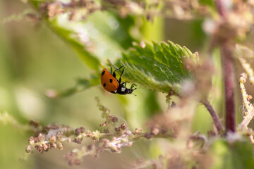 Beautiful black dotted red ladybug beetle climbing in a plant with blurred background copy space searching for plant louses to kill them as beneficial organism pest control useful animal in the garden