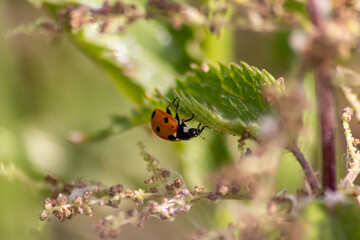 Beautiful black dotted red ladybug beetle climbing in a plant with blurred background copy space...