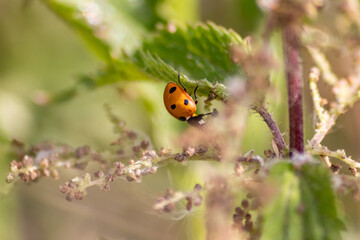 Beautiful black dotted red ladybug beetle climbing in a plant with blurred background copy space...