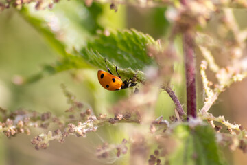 Obraz premium Beautiful black dotted red ladybug beetle climbing in a plant with blurred background copy space searching for plant louses to kill them as beneficial organism pest control useful animal in the garden