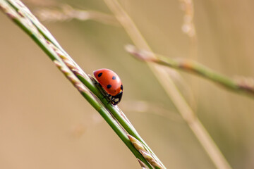 Beautiful black dotted red ladybug beetle climbing in a plant with blurred background copy space searching for plant louses to kill them as beneficial organism pest control useful animal in the garden