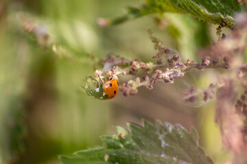Beautiful black dotted red ladybug beetle climbing in a plant with blurred background copy space searching for plant louses to kill them as beneficial organism pest control useful animal in the garden
