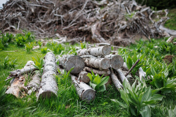 Naklejka na ściany i meble Logs and branches lie on grass in forest