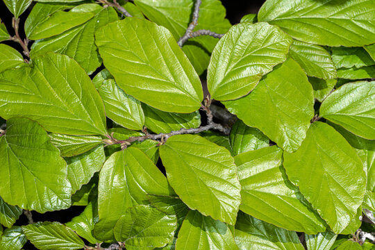 Leaves of Persian Parrotia (Parrotia persica)