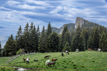 Herd of horses that eat grass, drink water and graze in meadow with fir trees against backdrop of mountains and sky