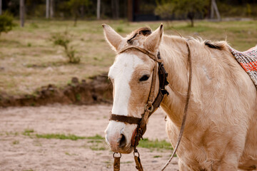 Retrato de caballo pequeño en la montaña 