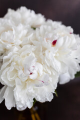 white peonies in a vase