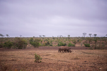 Rinocerontes en un paisaje africano. Parque nacional kruger.