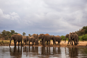 Manda de elefantes en el Parque Nacional Kruger en Sudáfrica frente al lago para refrescarse - obrazy, fototapety, plakaty