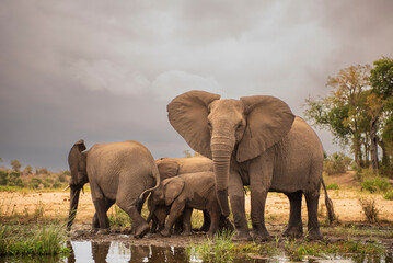 Manda de elefantes en el Parque Nacional Kruger en Sudáfrica frente al lago para refrescarse - obrazy, fototapety, plakaty