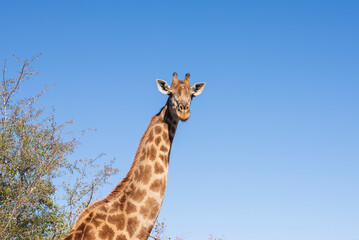 Primer plano de jirafa observando con una postura preciosa.