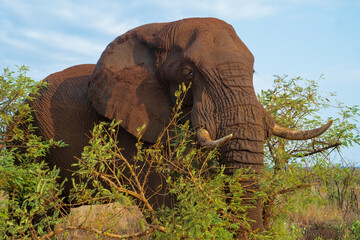 Fototapeta na wymiar Elefante en el Parque Nacional Kruger en Sudáfrica de frente con vegetación y colmillos