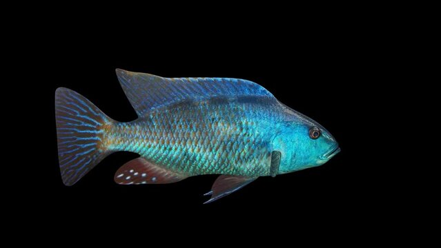 Nimbochromis Fish animation.Full HD 1920×1080.7 Second Long.Transparent Alpha video.LOOP.