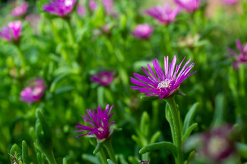 Obraz premium pink flowers in the garden