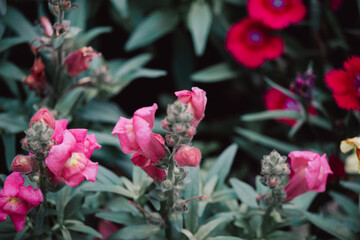 pink and yellow flowers