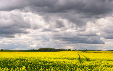 Obraz premium A beautiful flowering rapeseed field against the background of clouds. Traces of wheeled agricultural machinery on a rapeseed field. Rural landscape wallpaper.