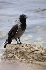 Black and grey raven (crow) standing on a stone in font of the sea