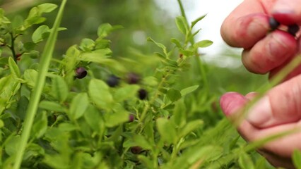 Harvesting wild forest blueberries, summer berries.