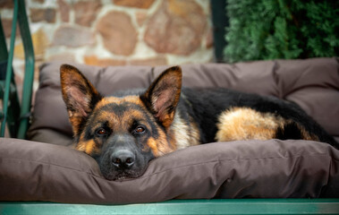 german shepherd resting on a sun lounger