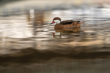 Duck in water. One white-cheeked pintail swimming. Anas bahamensis. Bahama pintail. Summer duck in...